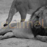 Cecil-The-Lion-Living-Zimbabwe