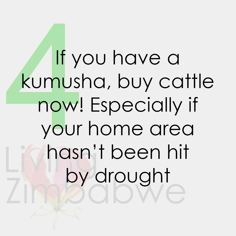 Buy-Cattle-Surviving-Zimbabwe-Bond-Notes-LZ