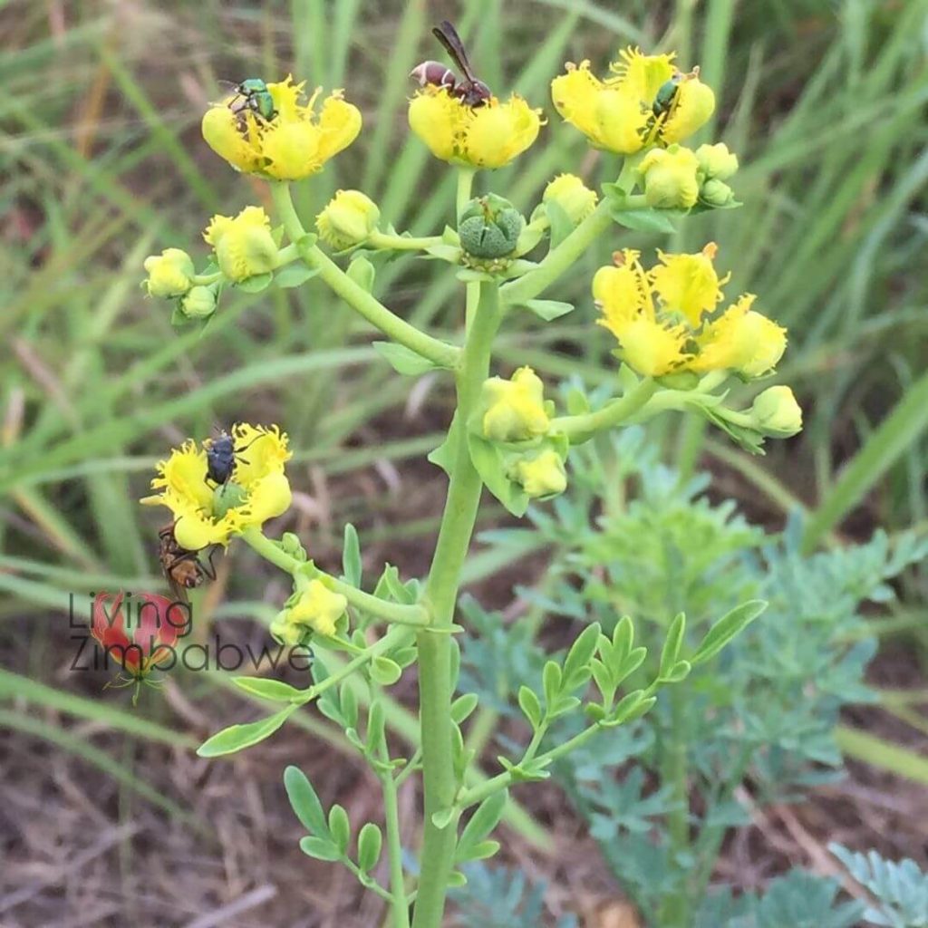 Garden-rue-Zimbabwe