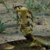 Snouted-Cobra-Living-Zimbabwe-